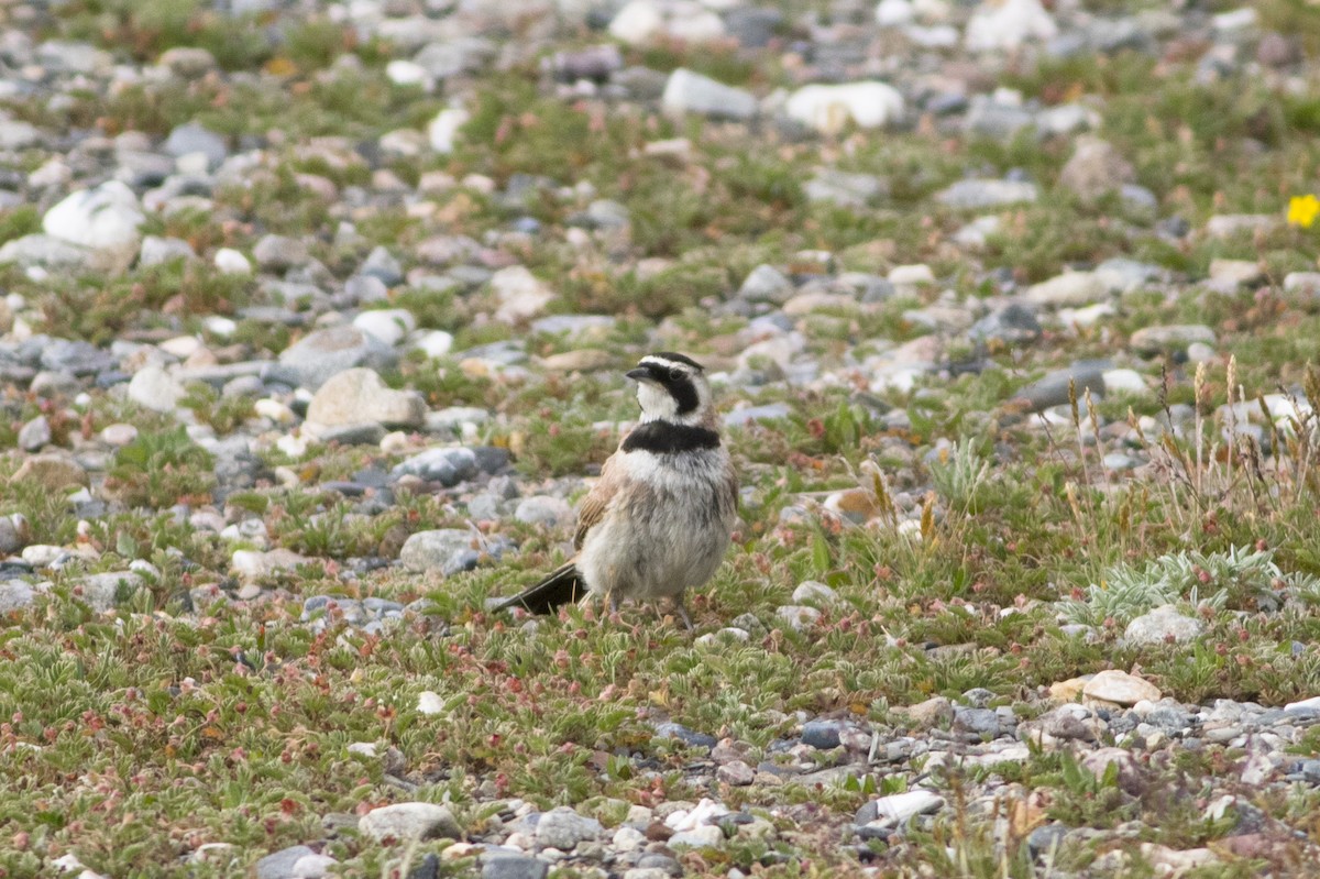 Horned Lark - ML279717781