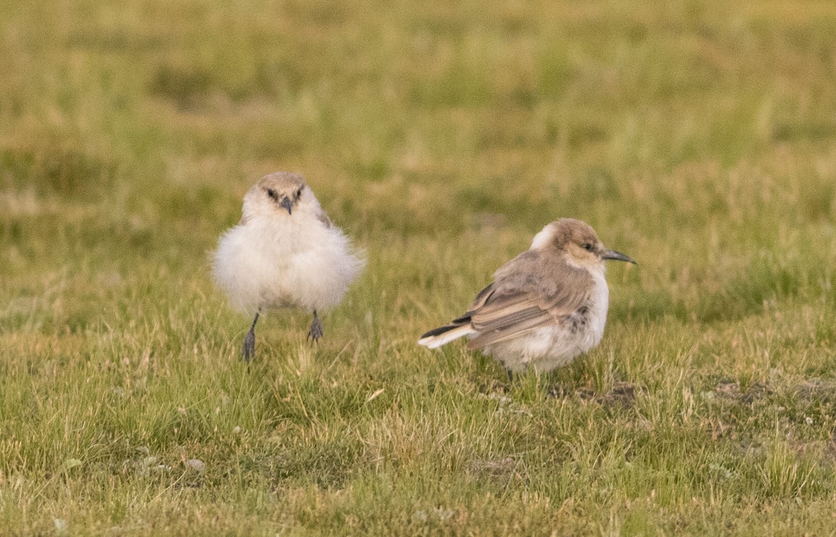 Ground Tit - ML279717841