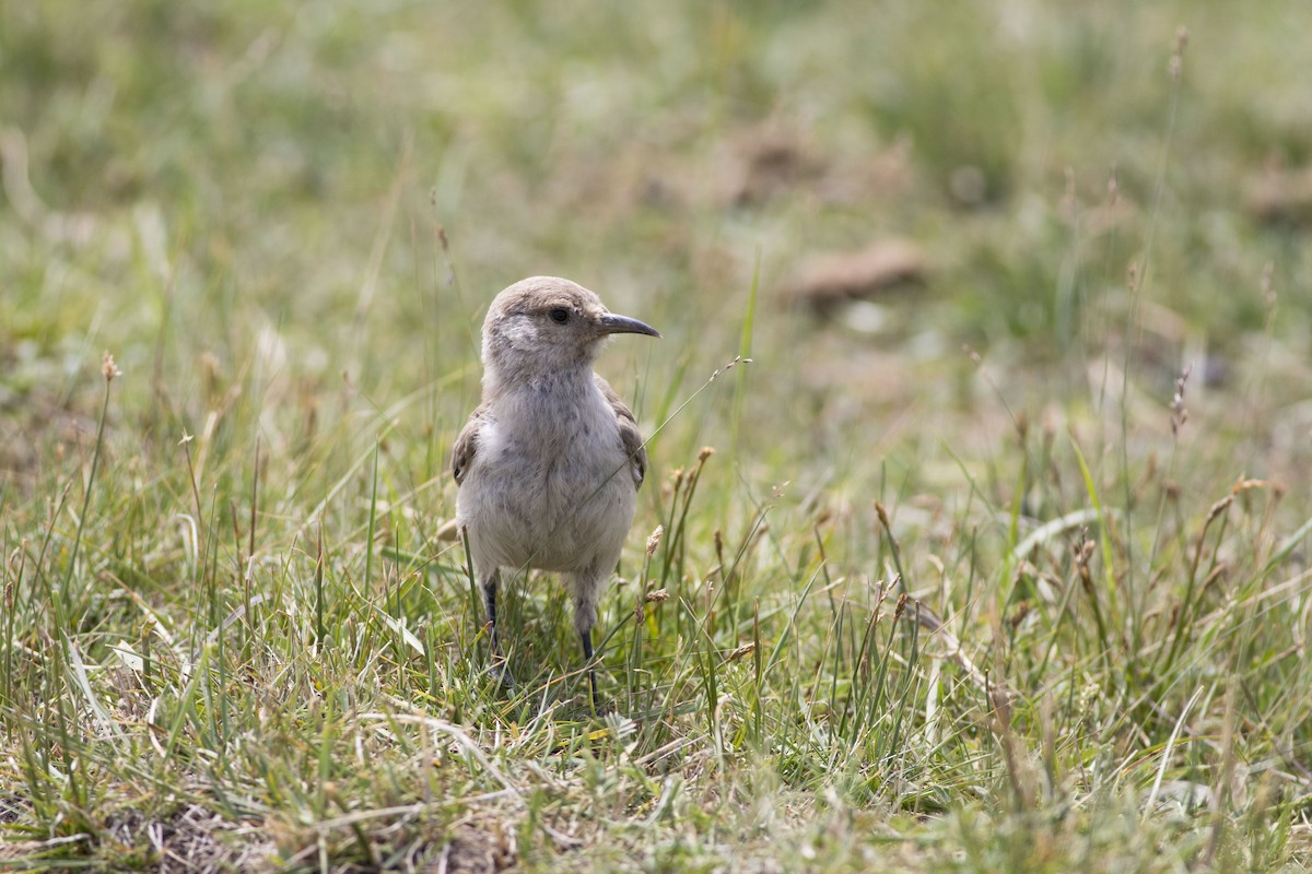 Ground Tit - ML279717861