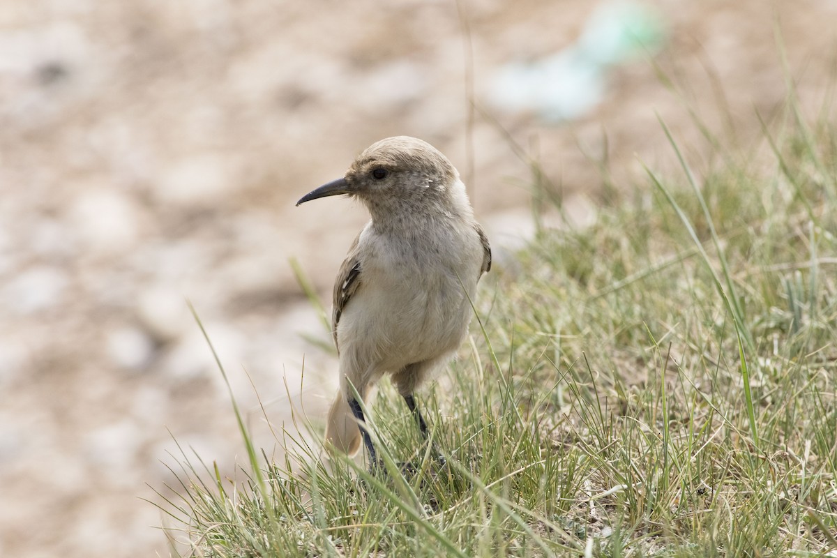 Ground Tit - ML279717871
