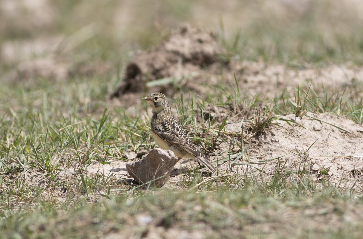 Horned Lark - ML279717901