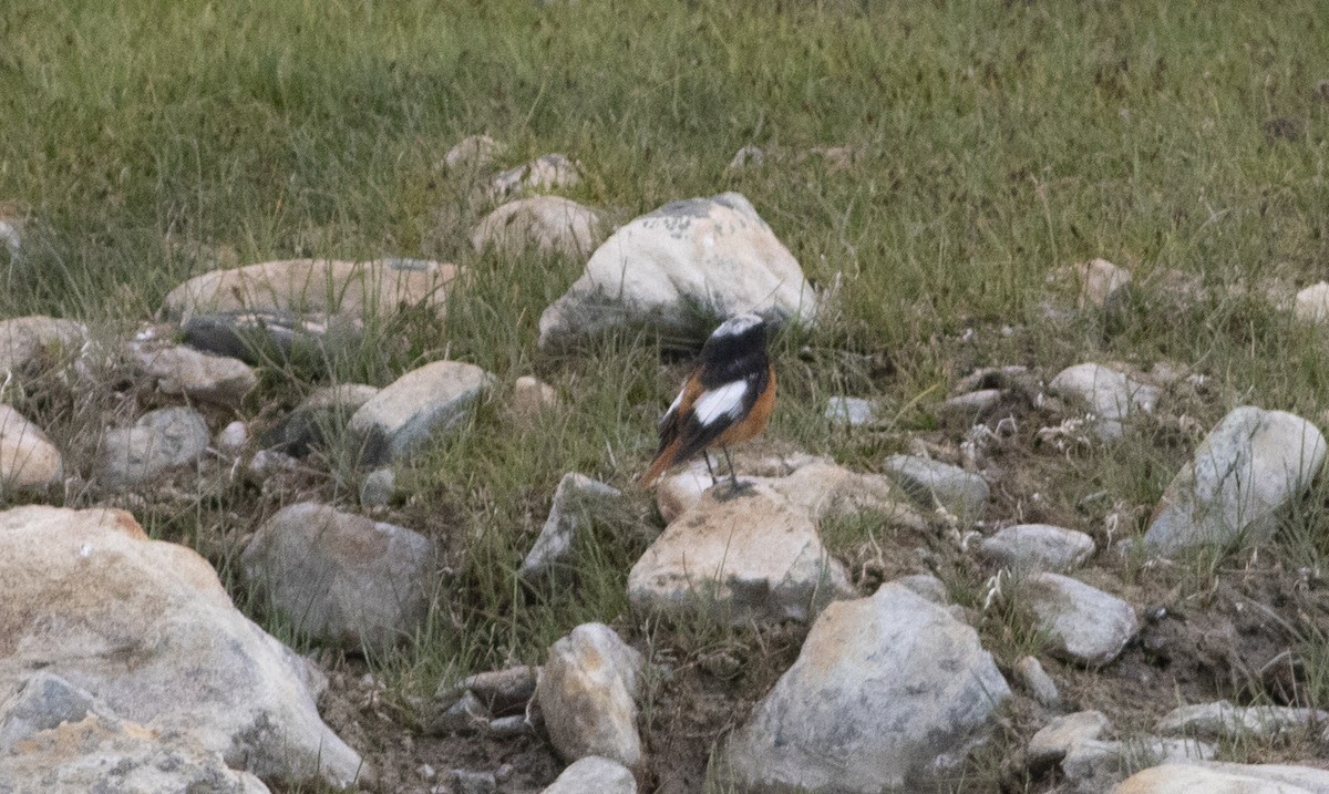 White-winged Redstart - ML279717951