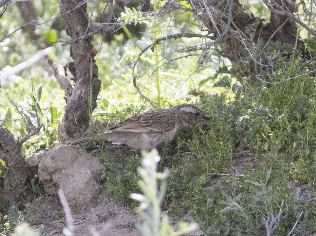 Brown Accentor - ML279717971