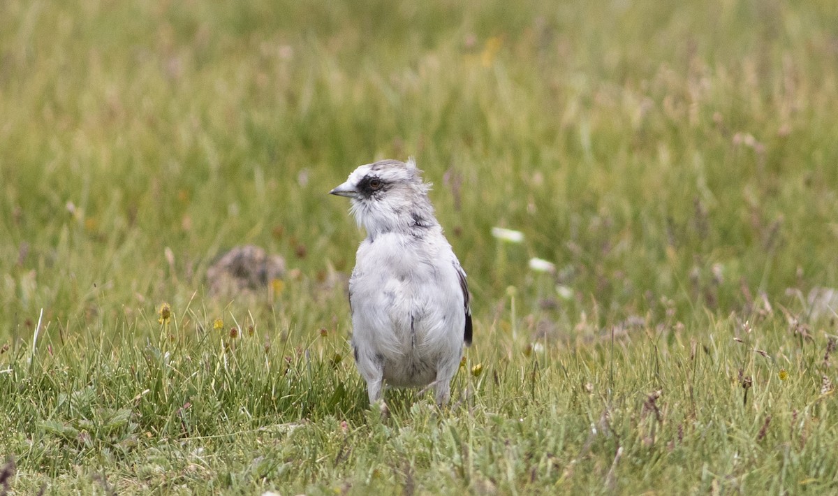 White-rumped Snowfinch - ML279718011