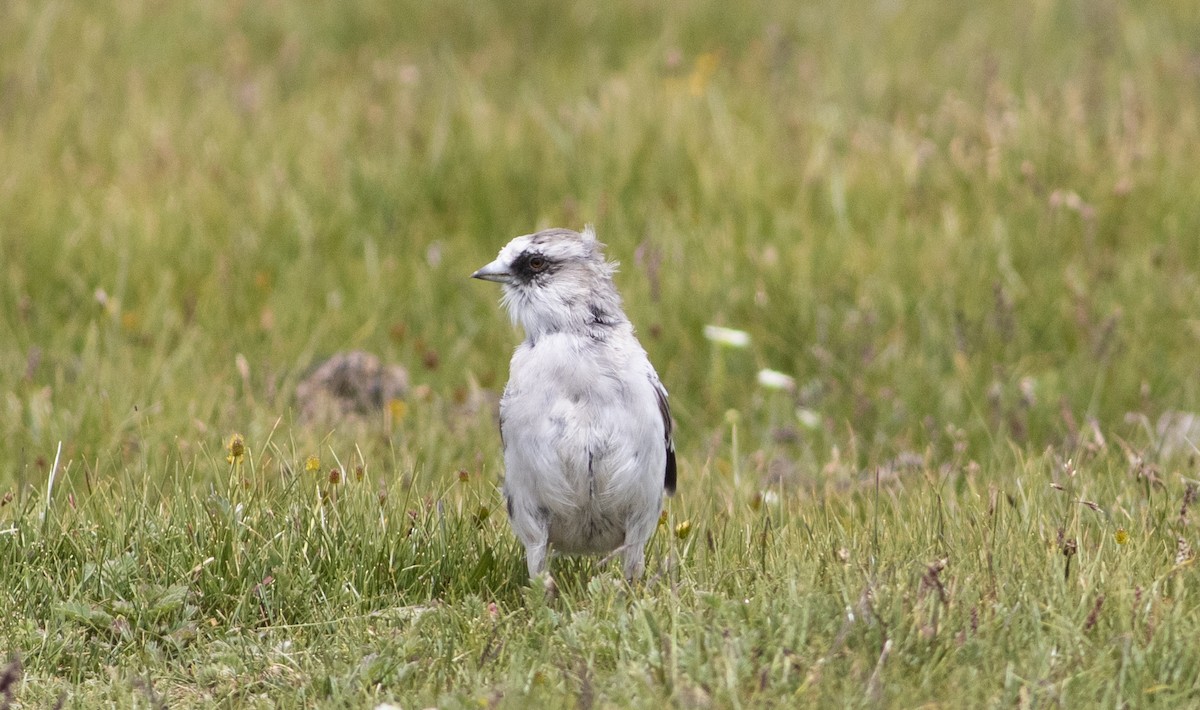 White-rumped Snowfinch - ML279718011