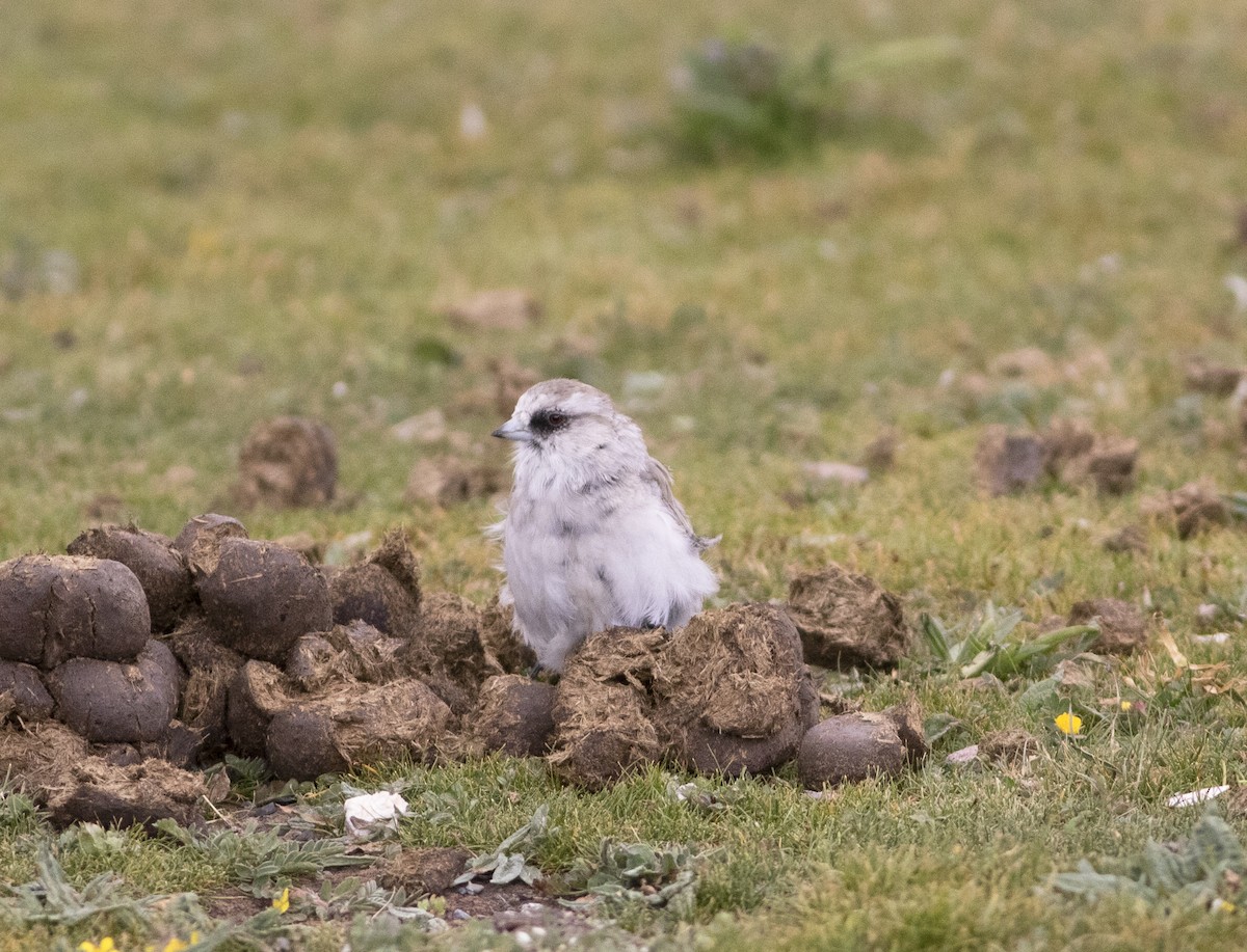 White-rumped Snowfinch - ML279718021