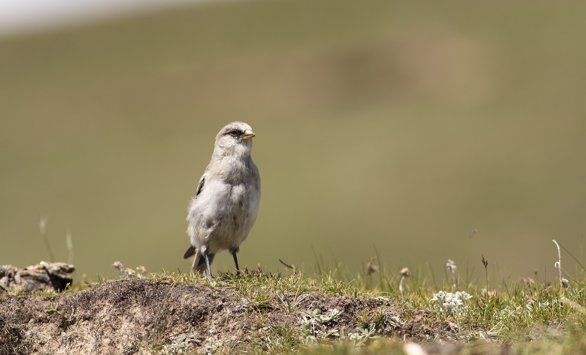 White-rumped Snowfinch - ML279718031
