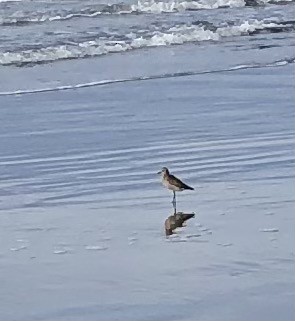 American Golden-Plover - ML279718071