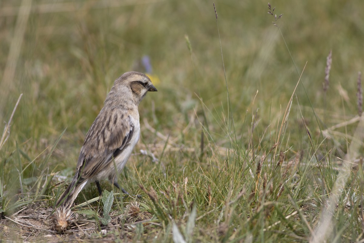 Rufous-necked Snowfinch - ML279718091