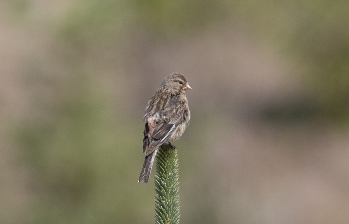 Twite - ML279718111