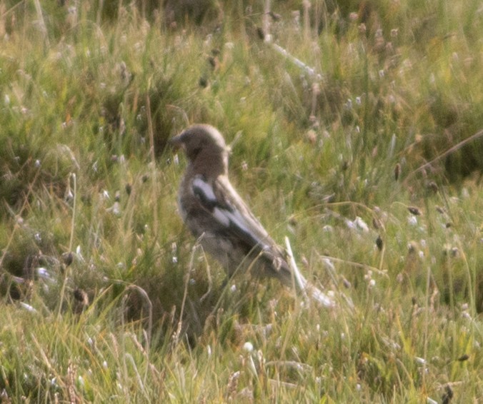 Black-winged Snowfinch - ML279718541