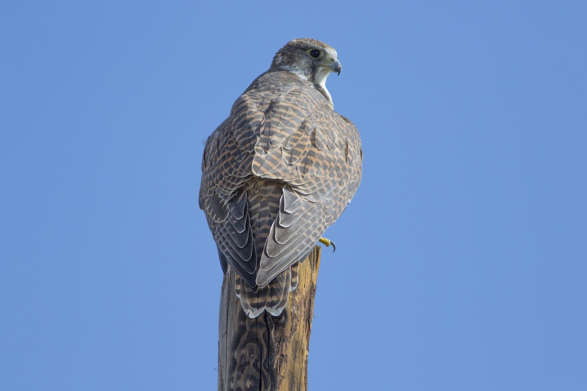 Saker Falcon - ML279718751