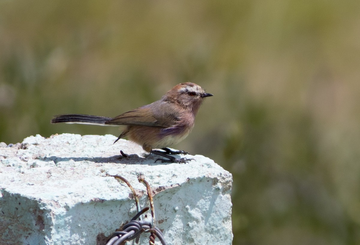 White-browed Tit-Warbler - Wenjia Chen