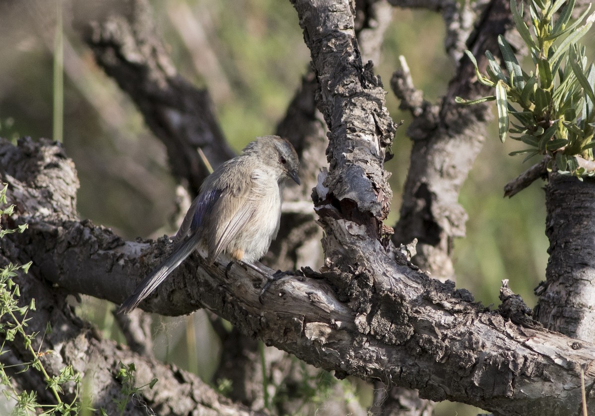 White-browed Tit-Warbler - ML279719091