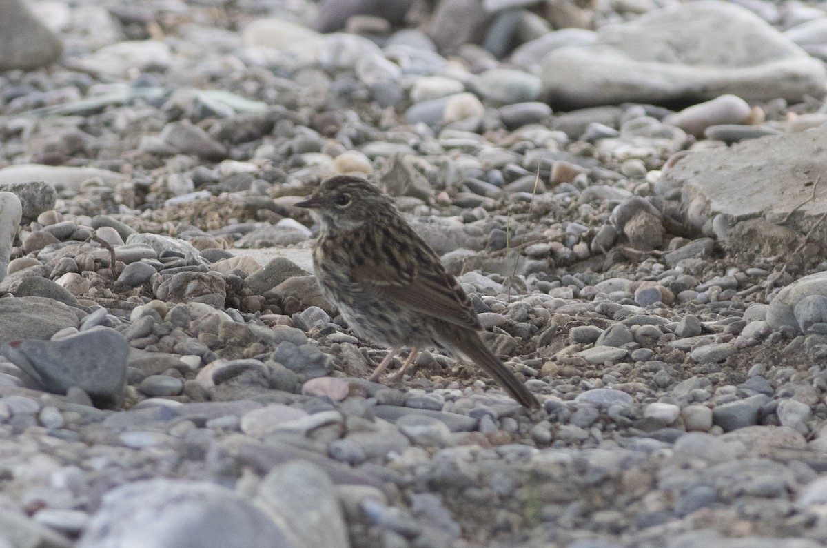 Rufous-breasted Accentor - ML279719121