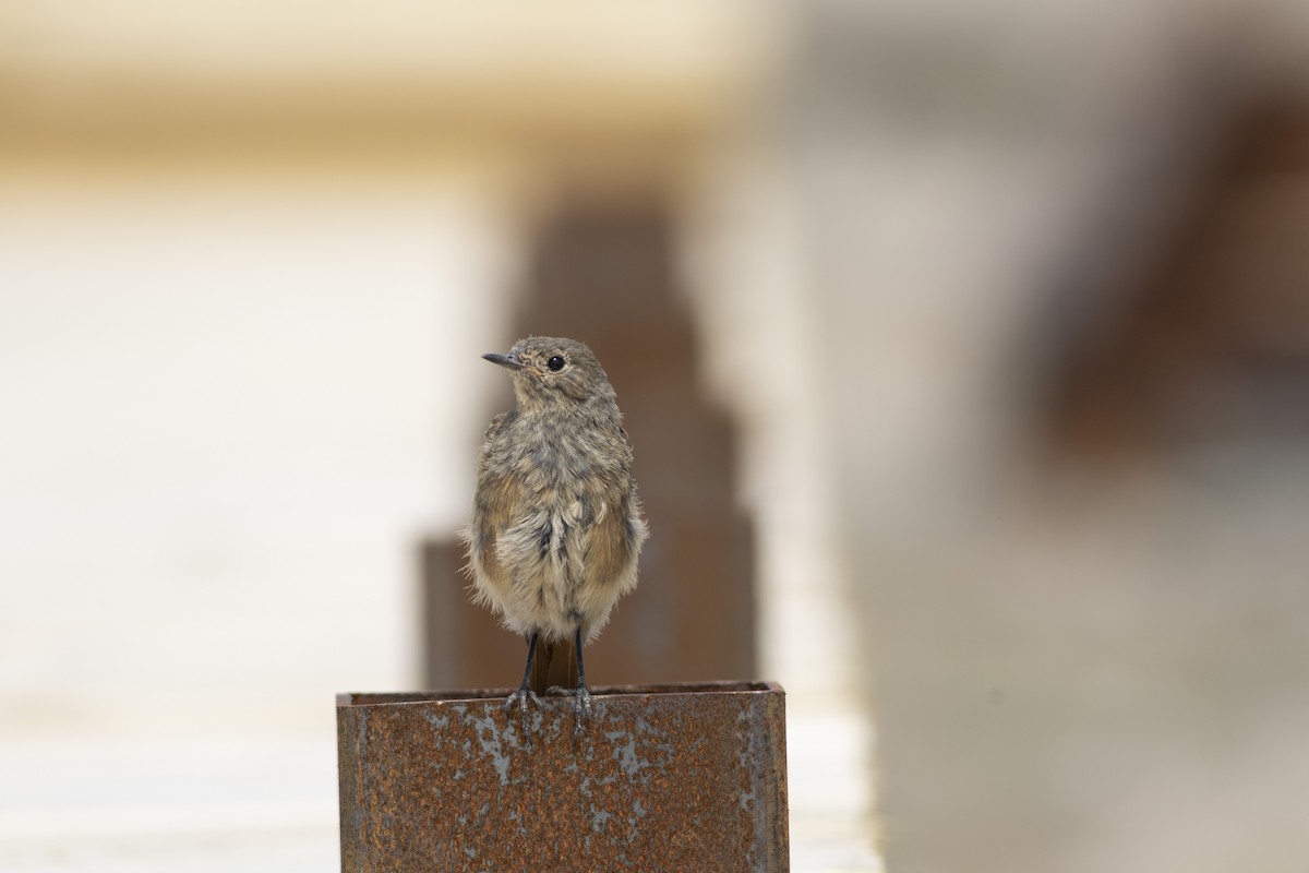 Black Redstart - ML279719141