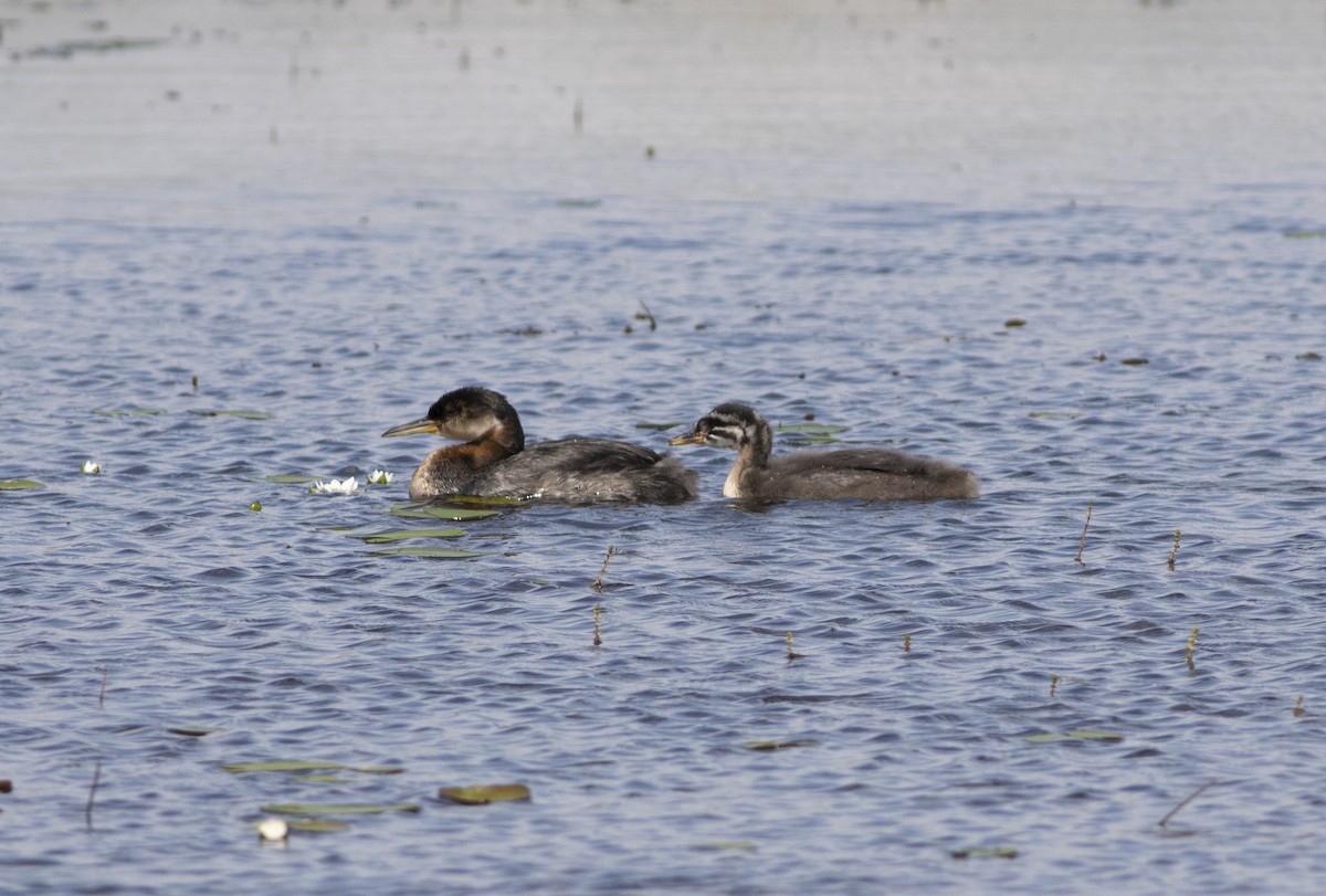 Red-necked Grebe - ML279719651