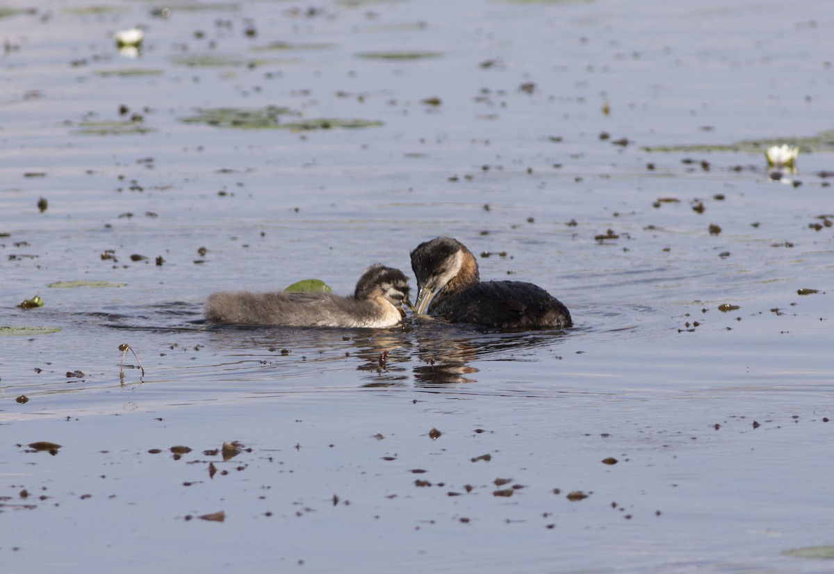 Red-necked Grebe - ML279719661