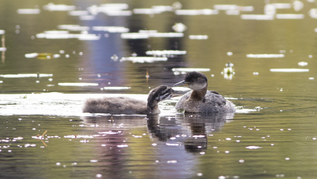 Red-necked Grebe - ML279719681