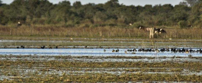 White-winged Coot - COA    ANSENUZA