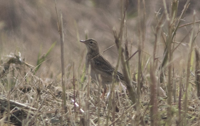 Richard's Pipit - ML279720151