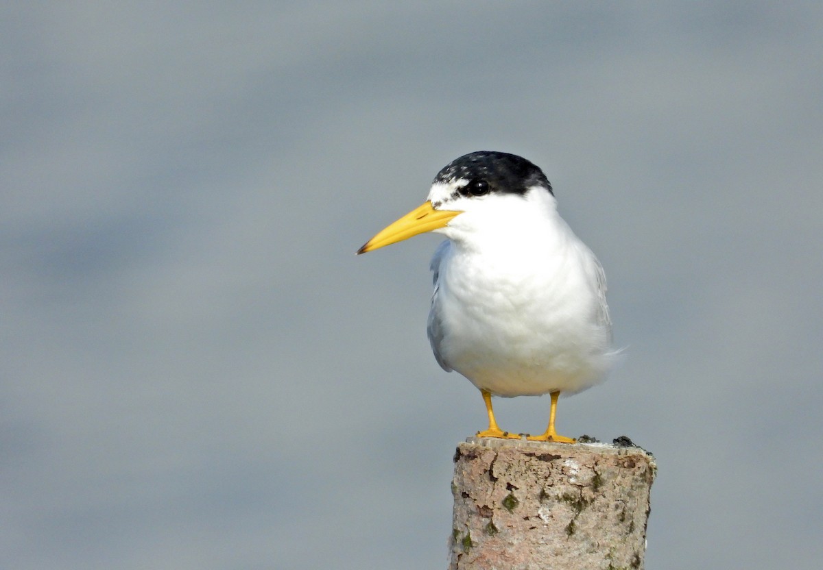 Yellow-billed Tern - ML279721461