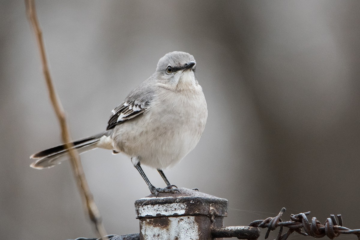 Northern Mockingbird - ML279725491