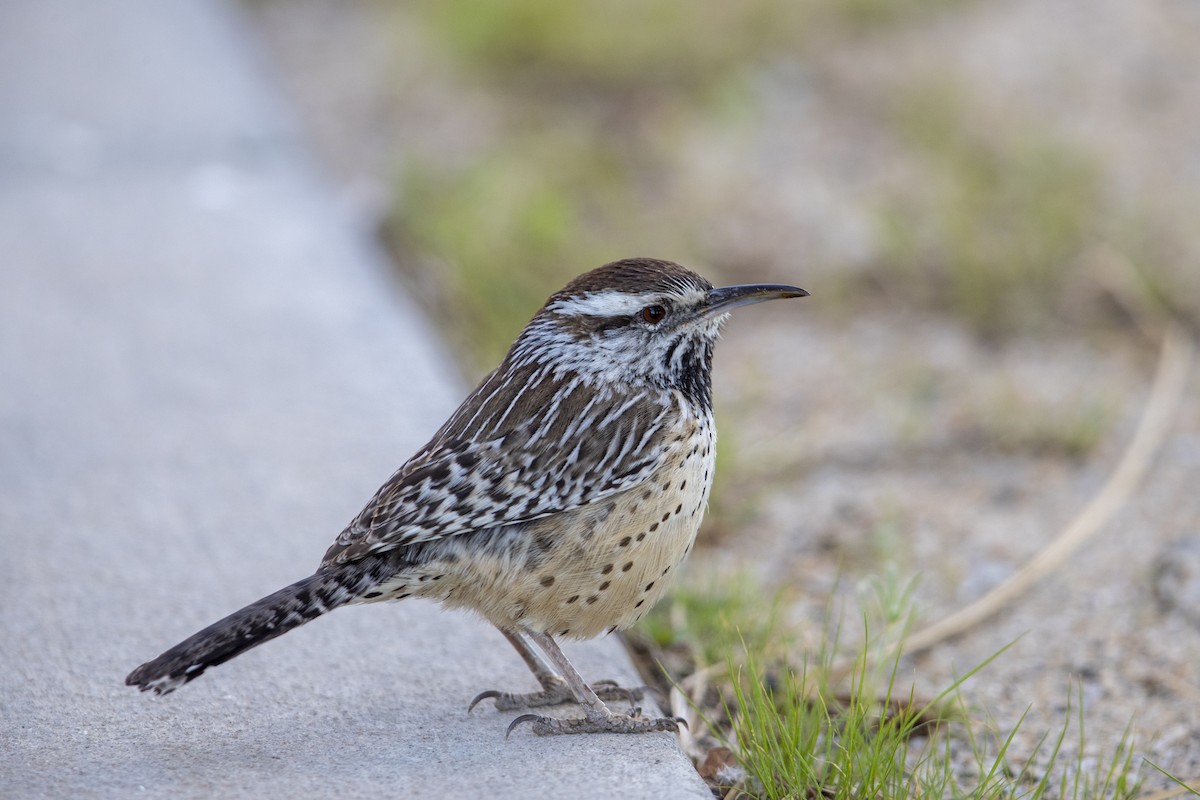 Cactus Wren - Michael Stubblefield