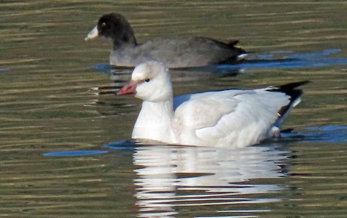 Snow/Ross's Goose - ML279727561