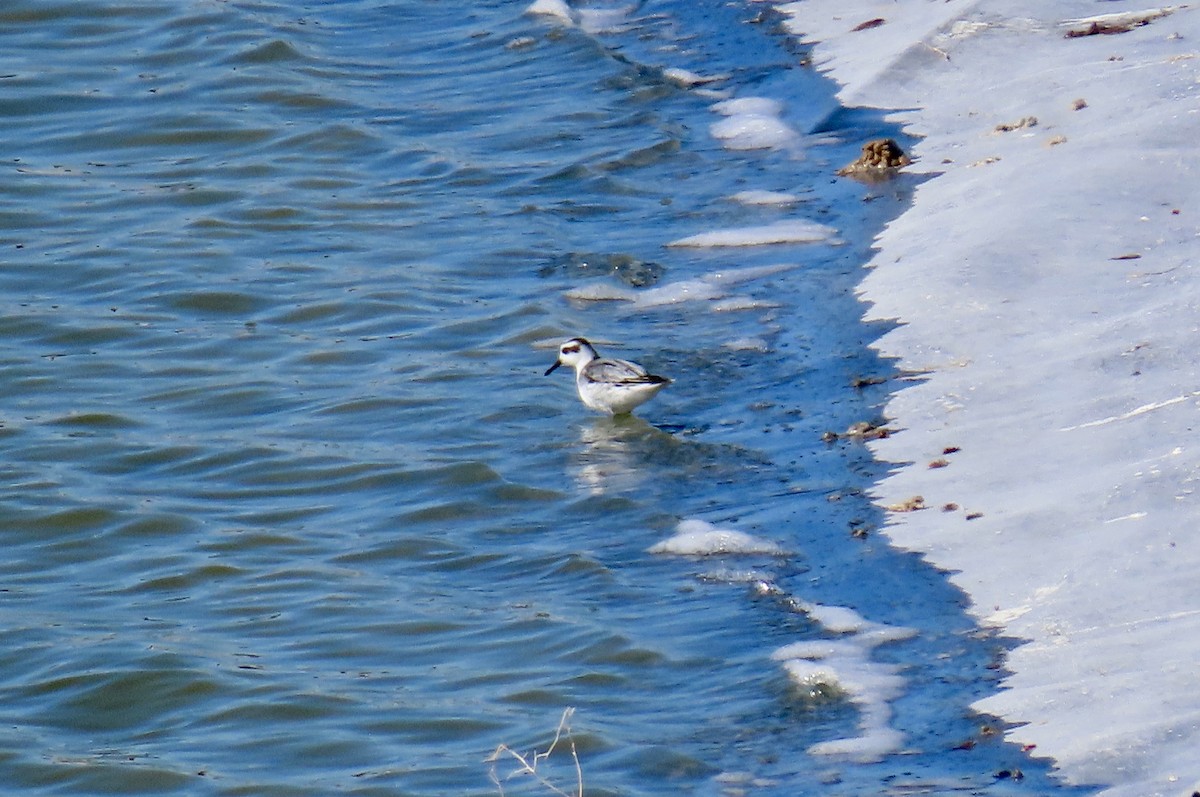 Red Phalarope - ML279730091