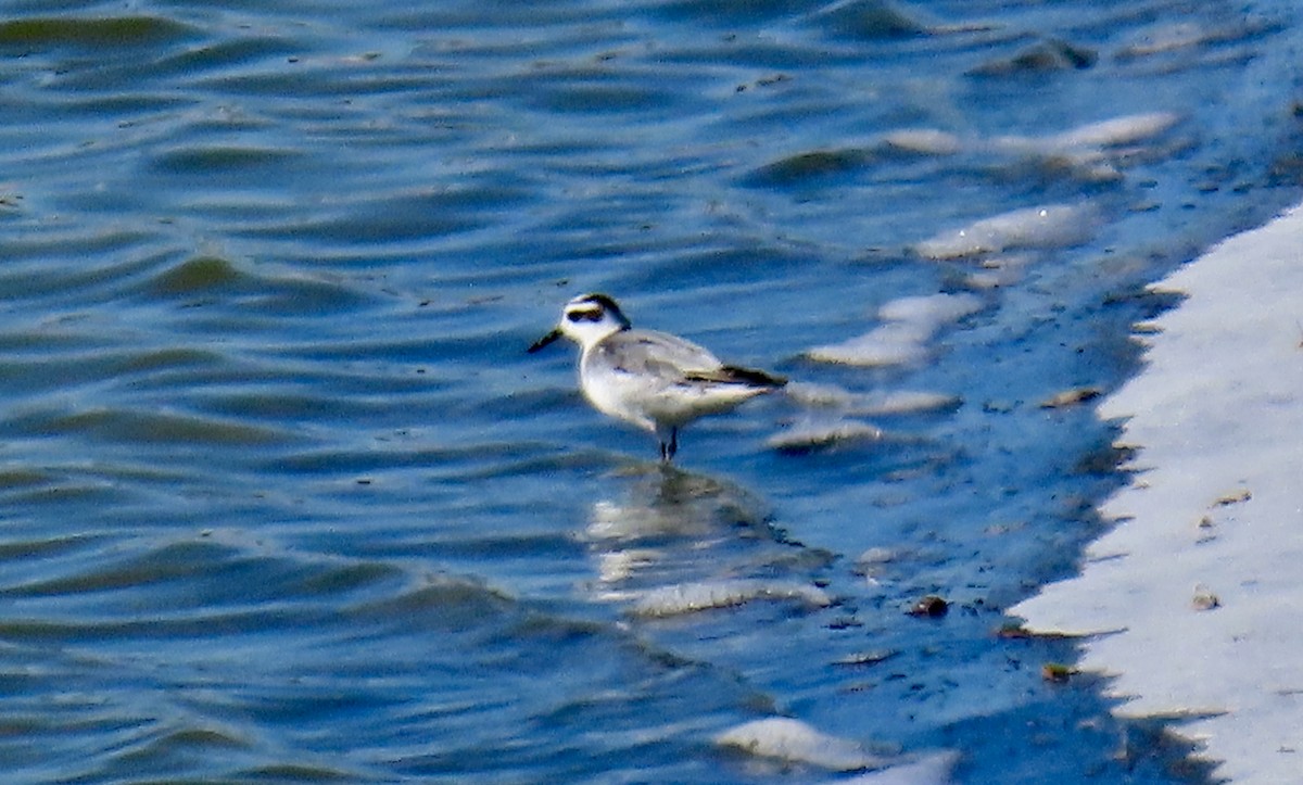 Red Phalarope - ML279730111