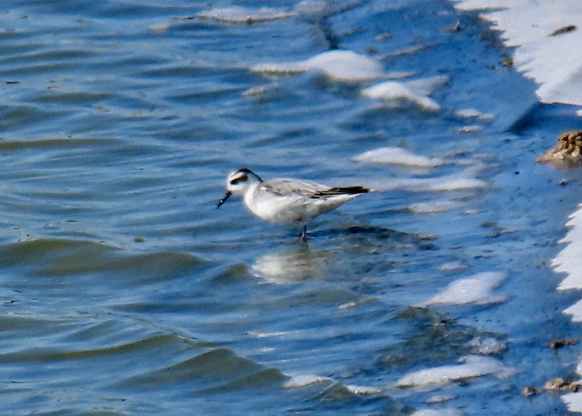 Red Phalarope - ML279730131