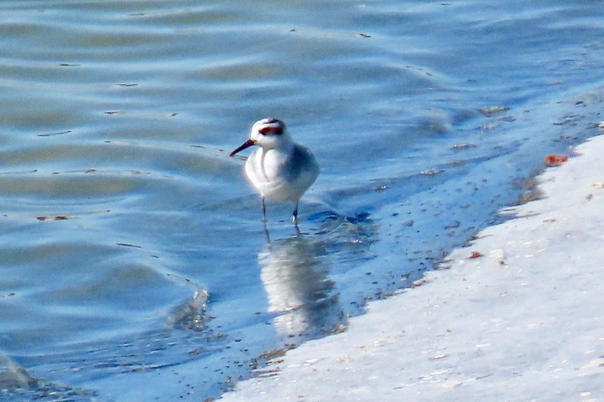 Red Phalarope - ML279730141