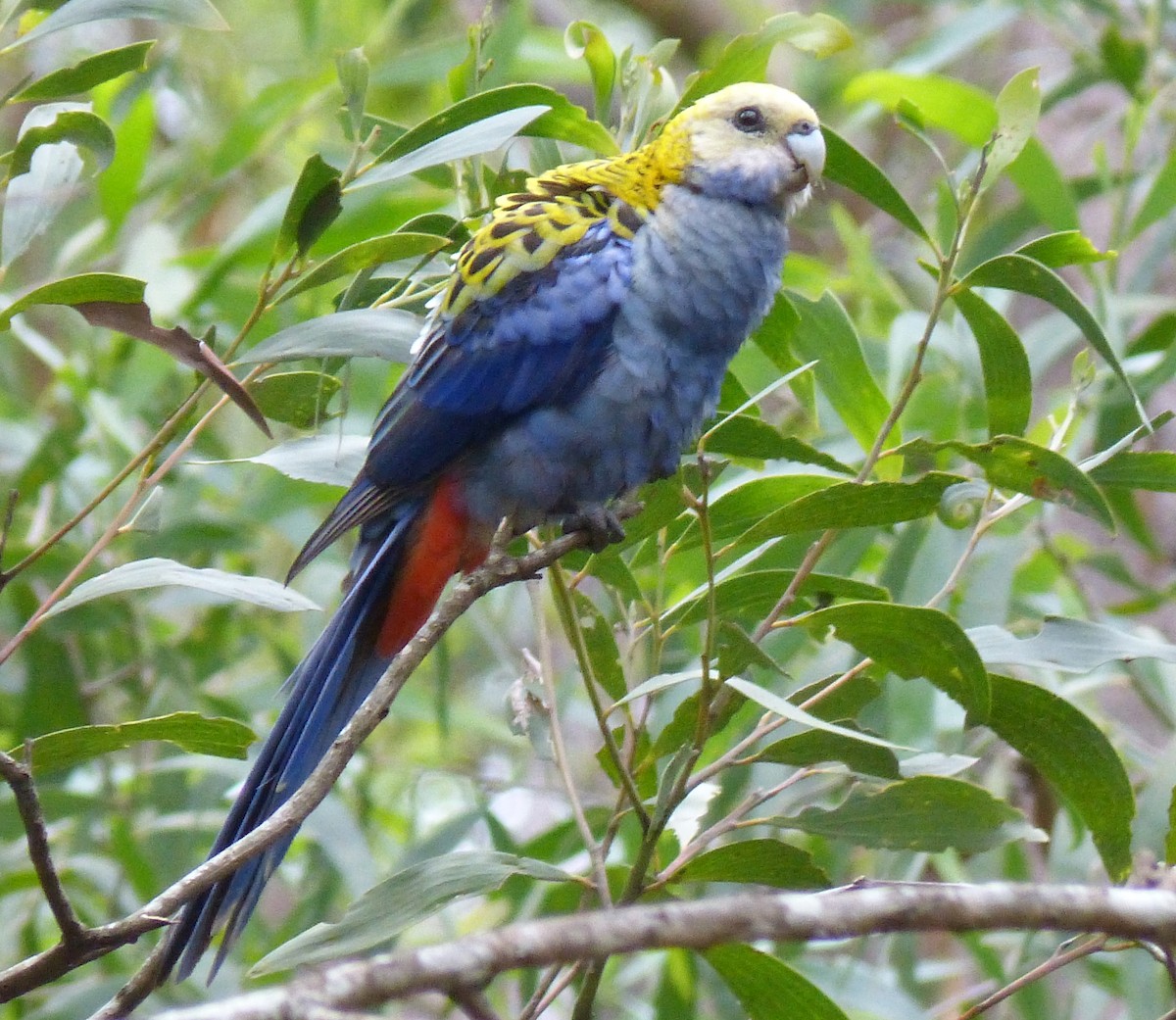 Pale-headed Rosella - ML27973221