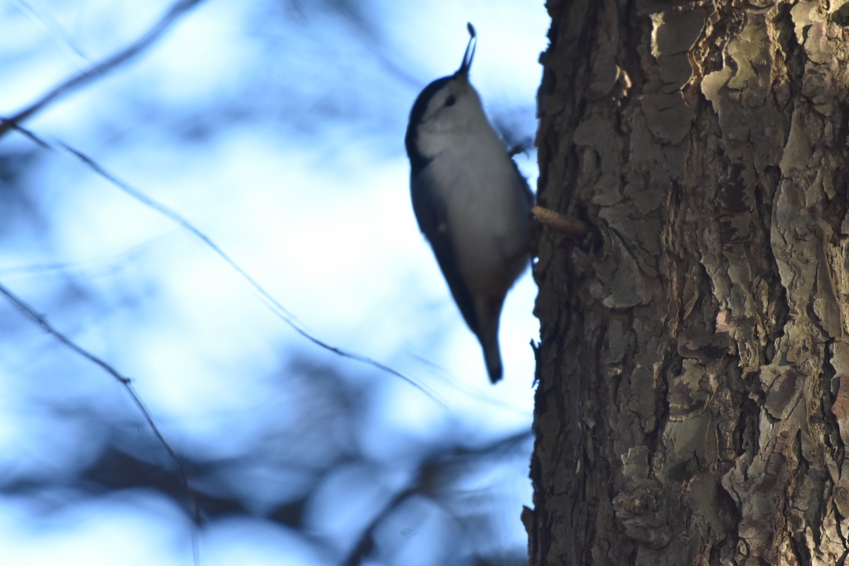 White-breasted Nuthatch - Joe Gyekis