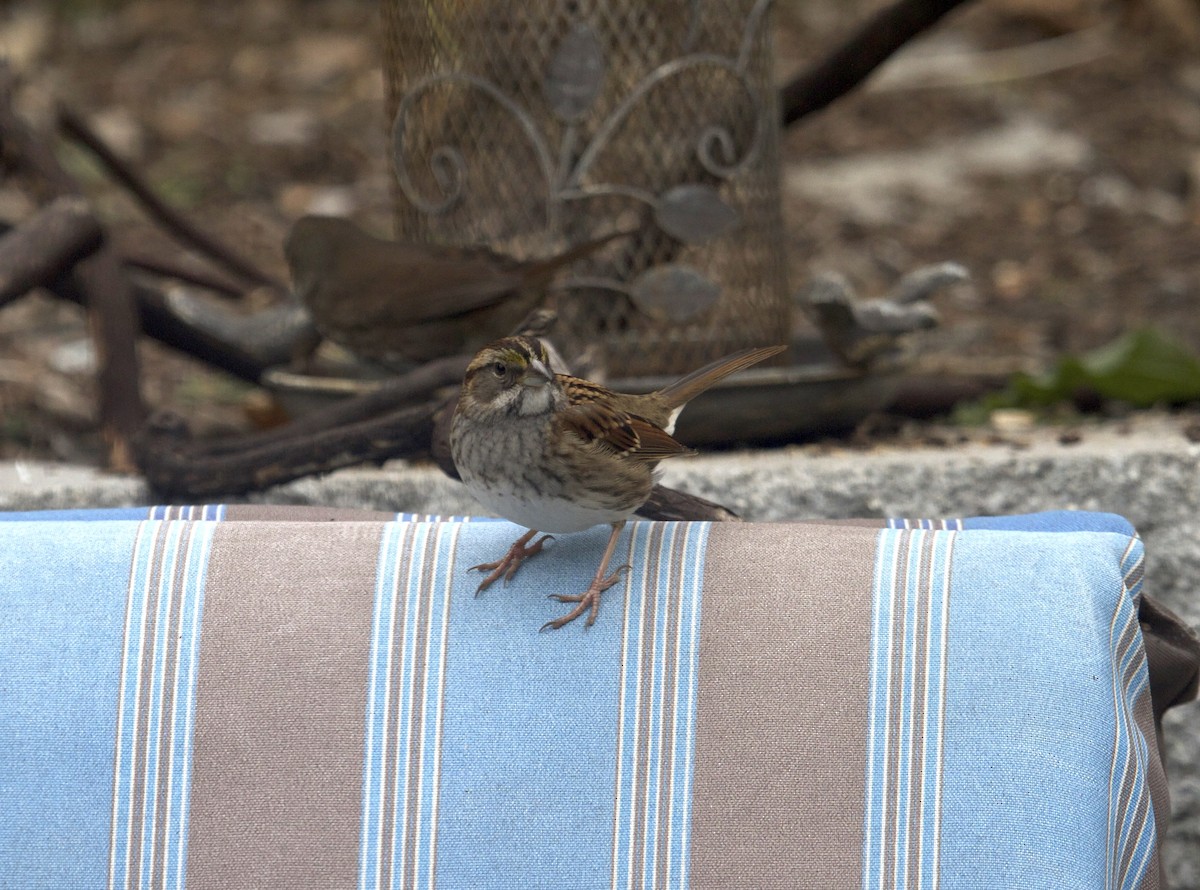 White-throated Sparrow - ML279733151