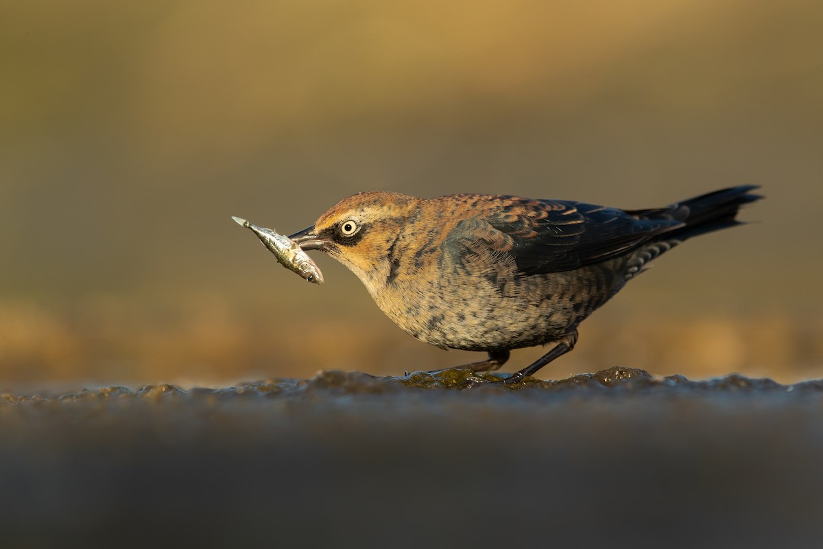 Rusty Blackbird - ML279735811