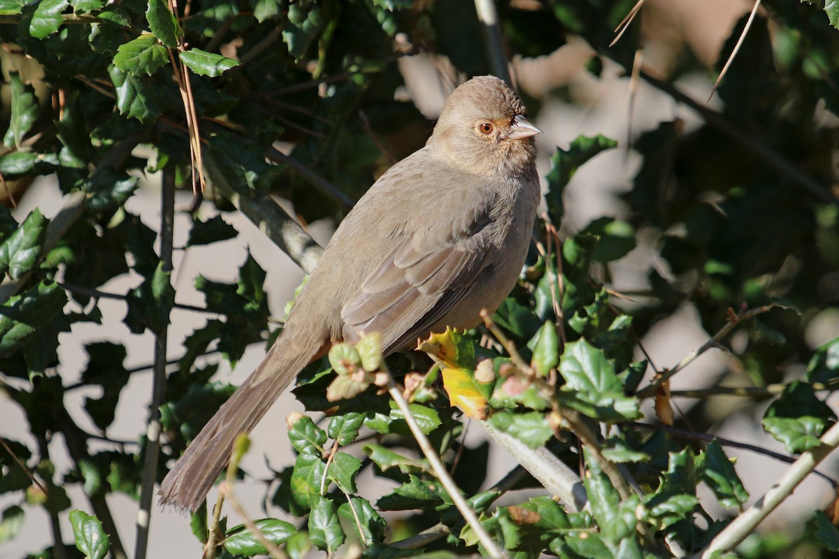 California Towhee - Jamie Chavez