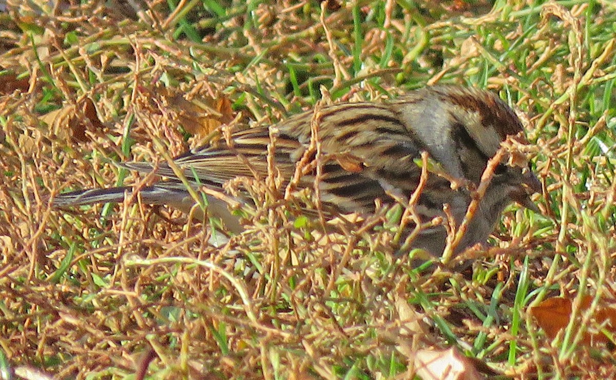 Chipping Sparrow - ML279737751