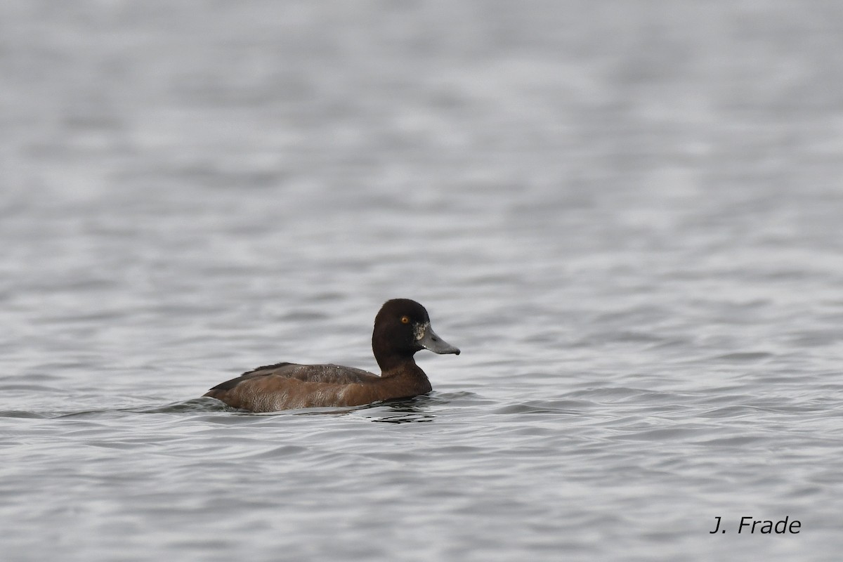 Lesser Scaup - José Frade