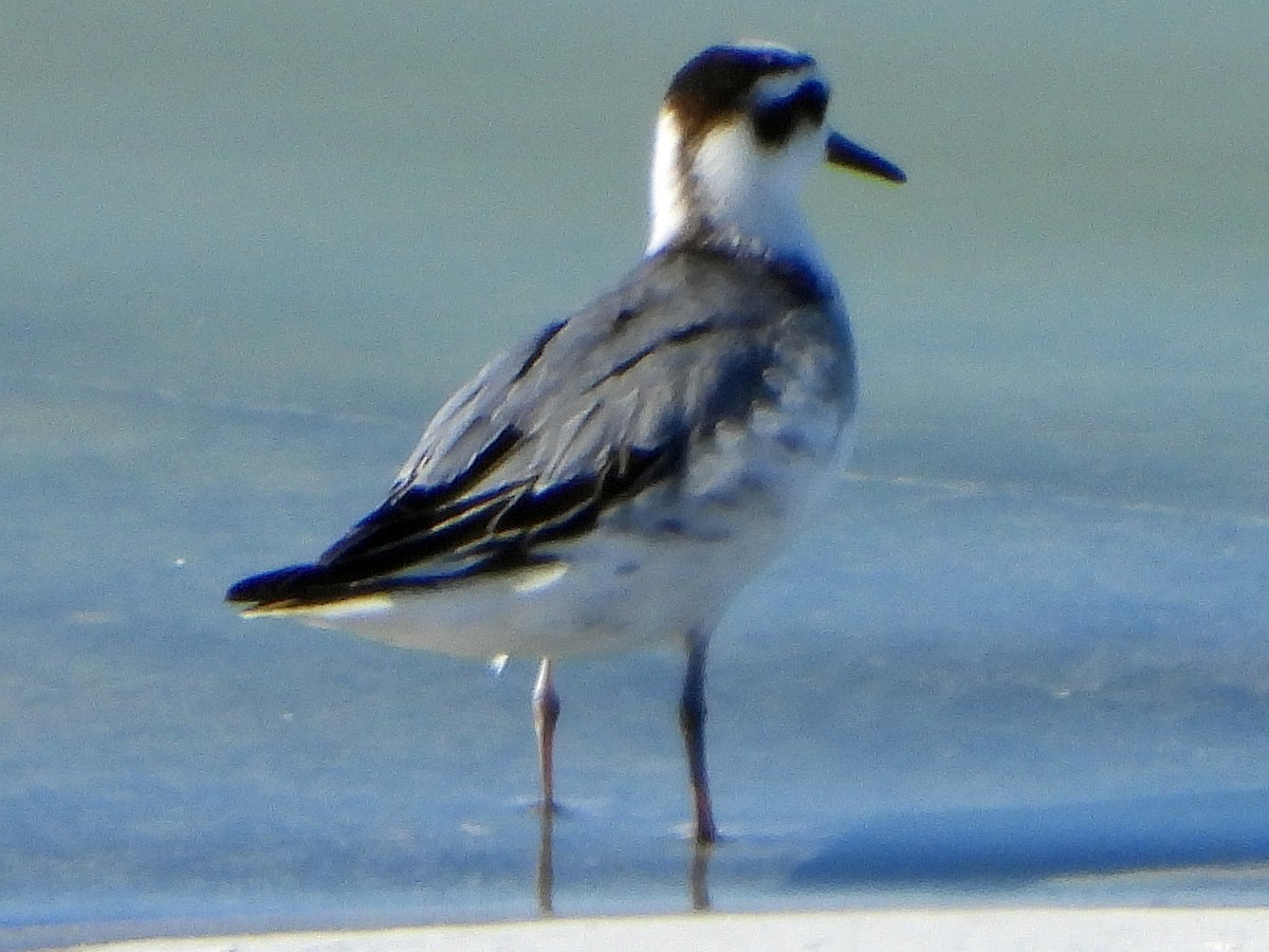 Red Phalarope - rich armstrong