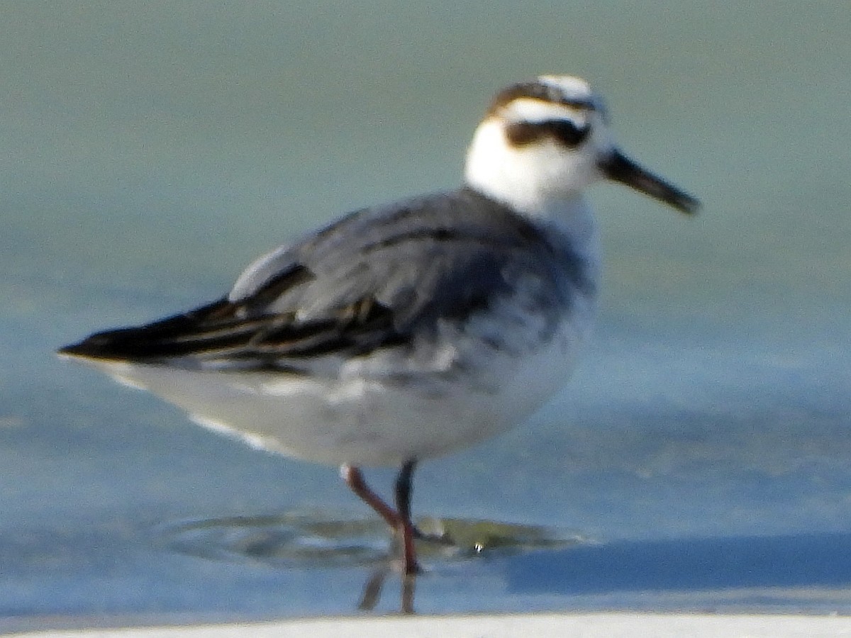 Red Phalarope - ML279738691