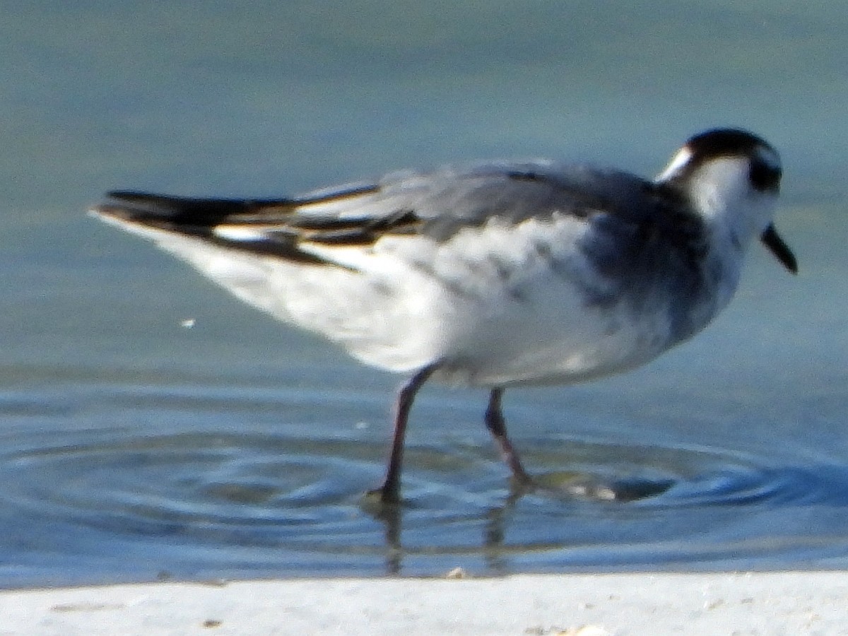 Red Phalarope - rich armstrong