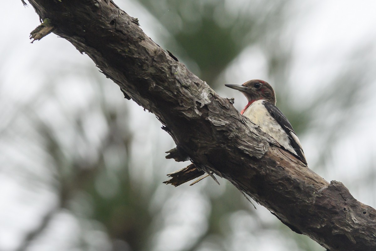 Red-headed Woodpecker - ML279739681