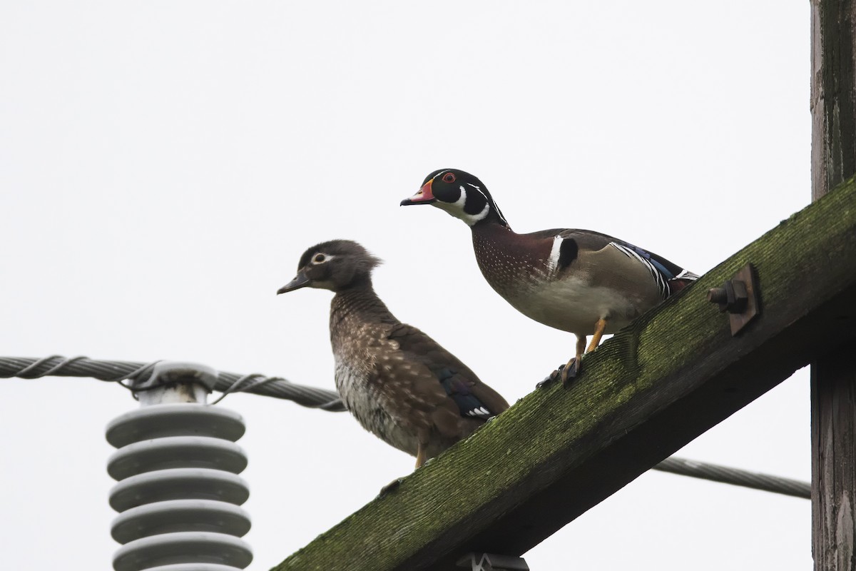 Wood Duck - ML27974211