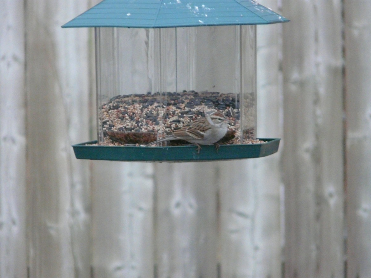 Chipping Sparrow - ML279742161