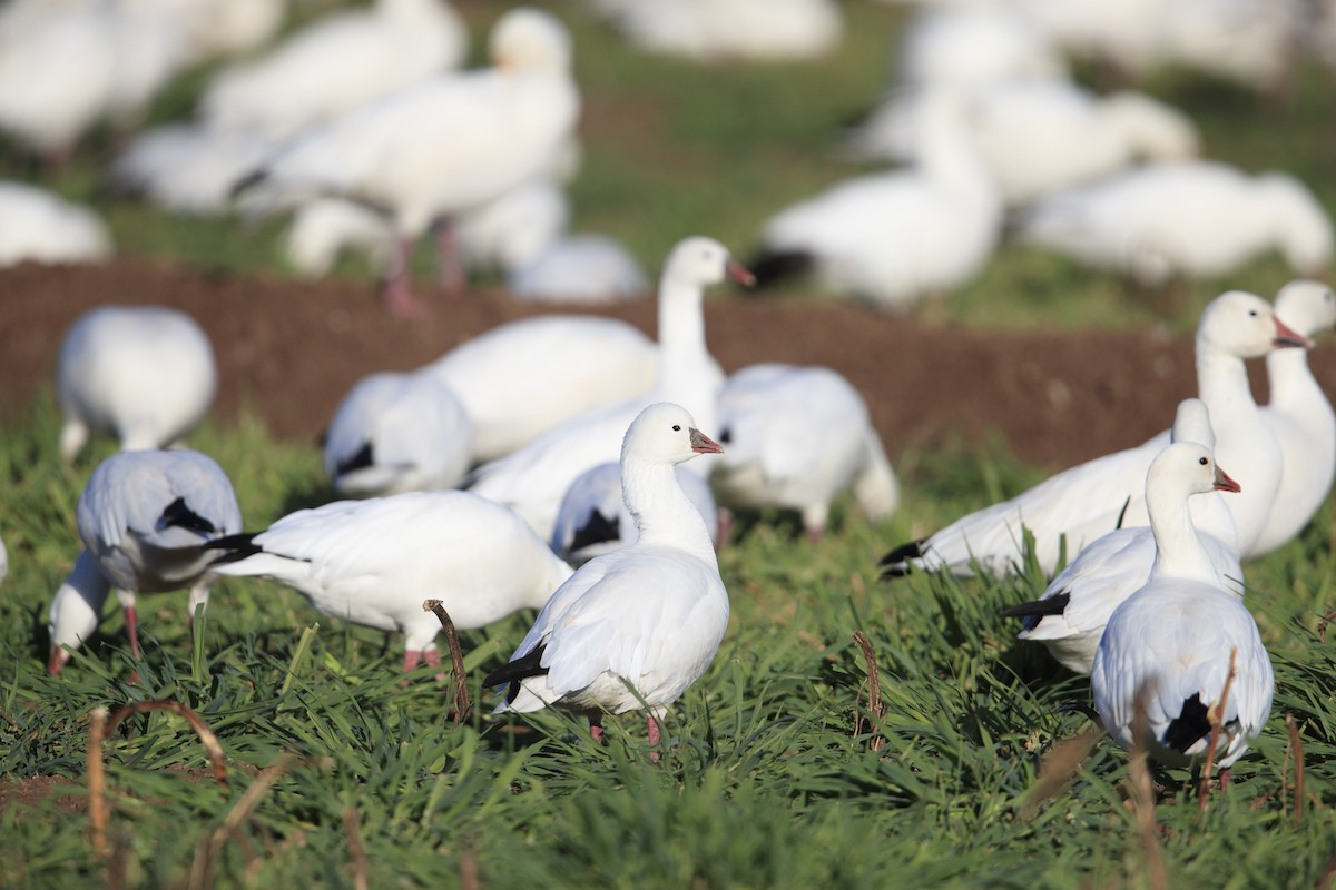 Ross's Goose - ML279742741