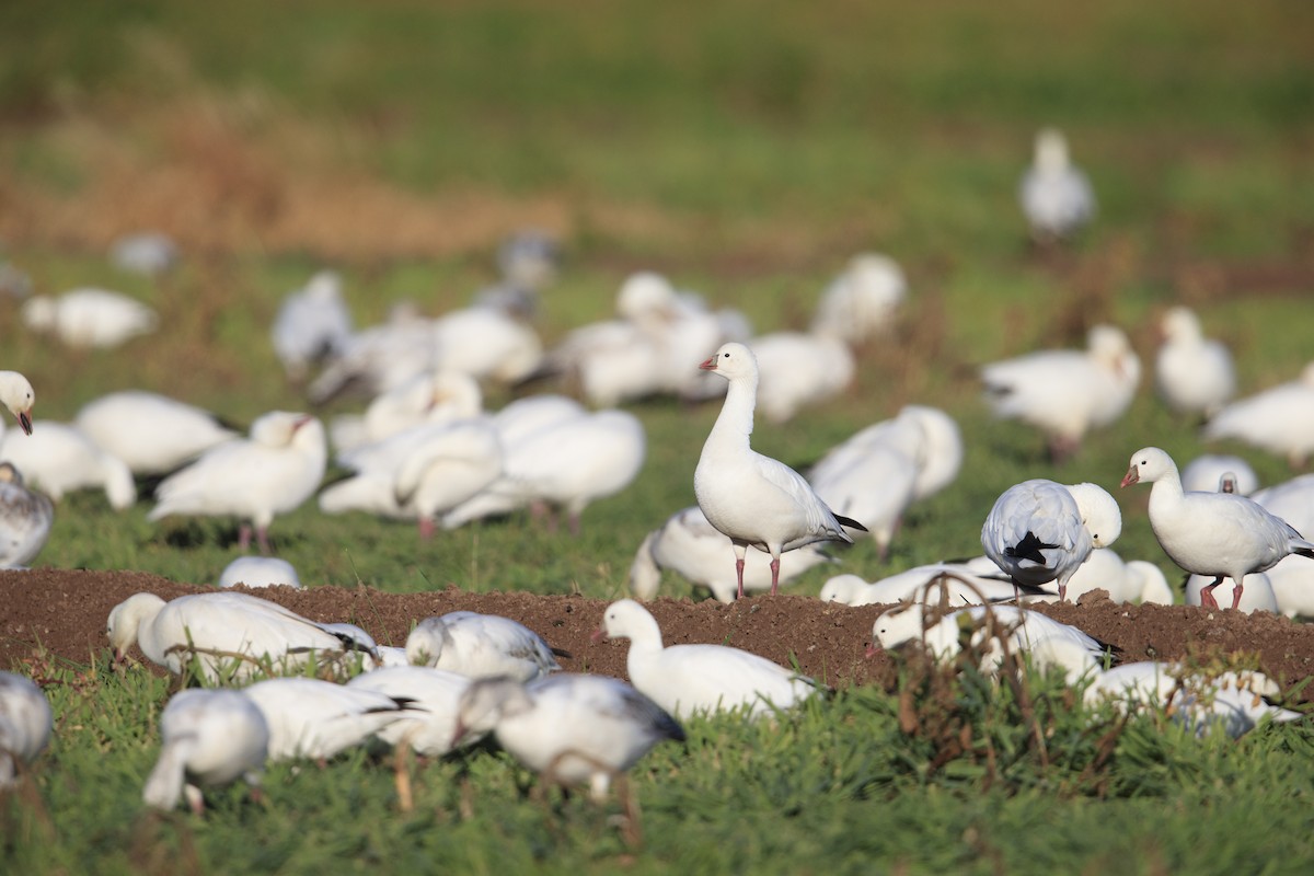 Ross's Goose - ML279742771