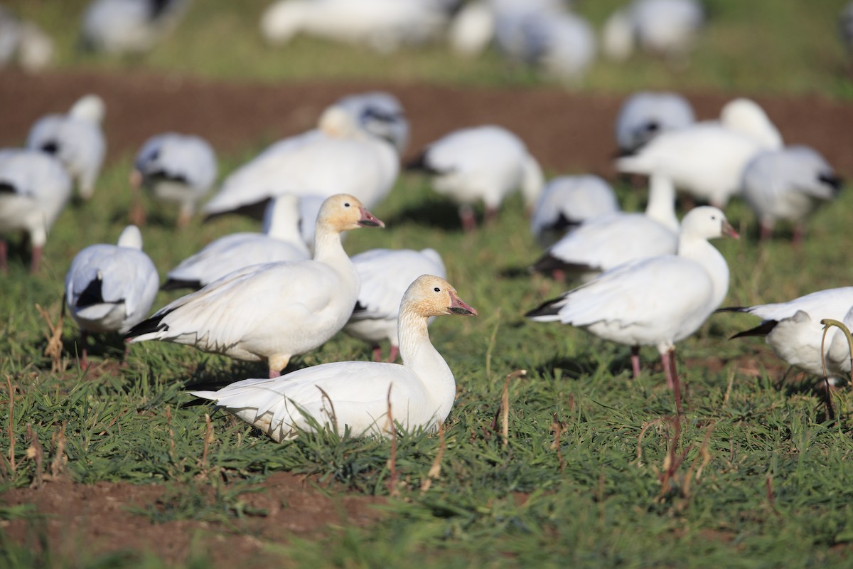 Snow Goose - Michael Stubblefield