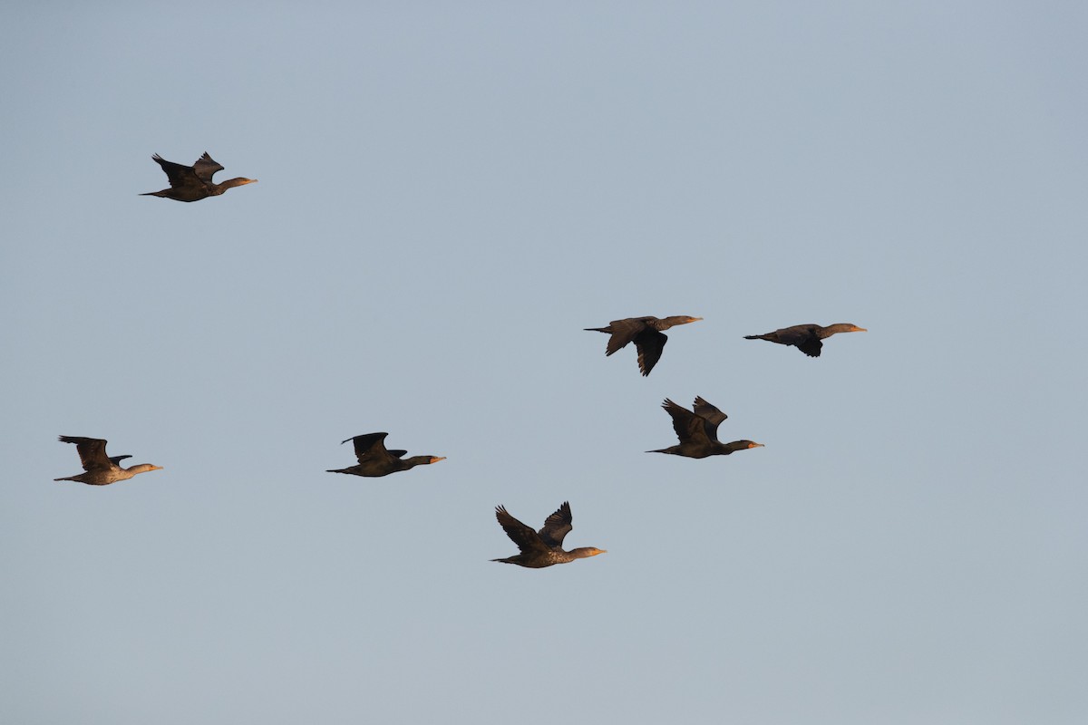 Double-crested Cormorant - ML279742981